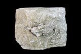Fossil Crinoid (Cyathocrinites) - Keokuk Formation, Missouri #157202-1